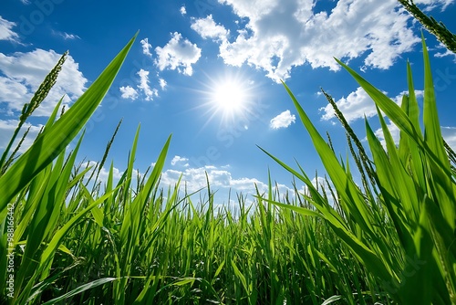 View from bottom to the sky of paddy field under the hot sunny day photo