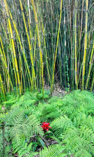 Bamboo Trees and Ferns