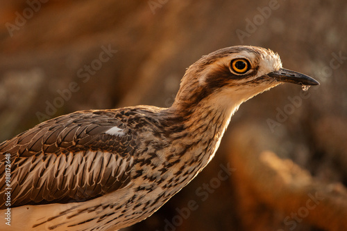 The bush stone-curlew or bush thick-knee is a large, ground-dwelling bird endemic to Australia.