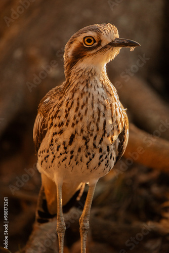 The bush stone-curlew or bush thick-knee is a large, ground-dwelling bird endemic to Australia.