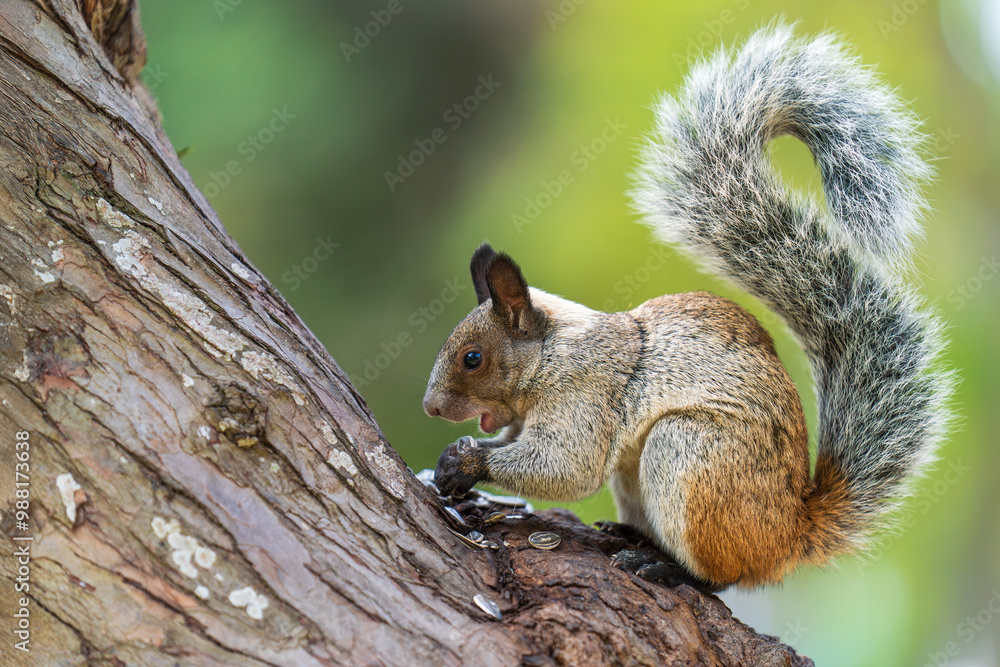 A squirrel eating sunflower seeds on the trunk A squirrel eating sunflower seeds on the trunk