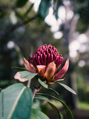 Waratah flower photo