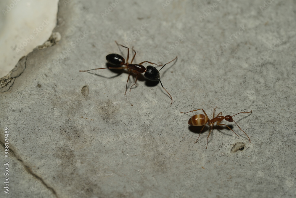 The American carpenter ant (Camponotus spp.) is one of the most common and widespread ant species in North America. The American carpenter ant (Camponotus spp.) is one of the most common and widespread ant species in North America.