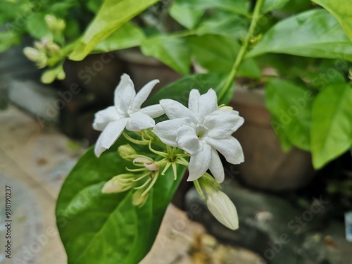 Jasminum sambac, melati putih, small white flowers fragrant.