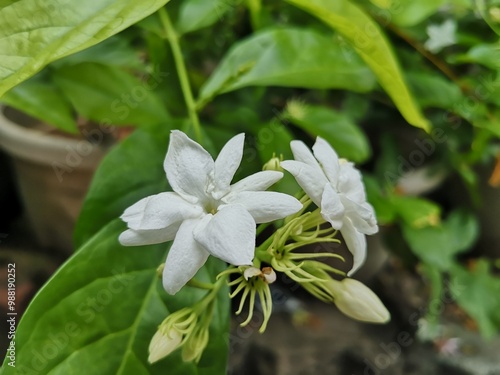 Jasminum sambac, melati putih, small white flowers fragrant.
