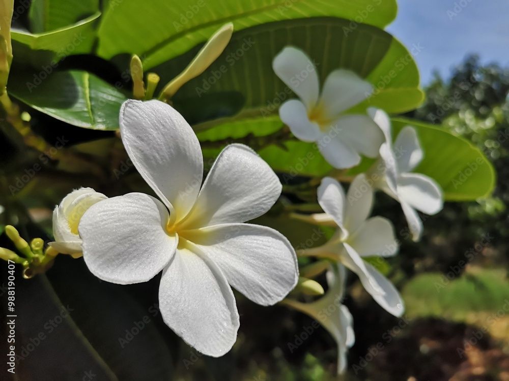 Fototapeta premium Flowers, White Flower, Apocynaceae, Plumeria, Frangipani, Plumeria, Temple Tree, Graveyard Tree.
