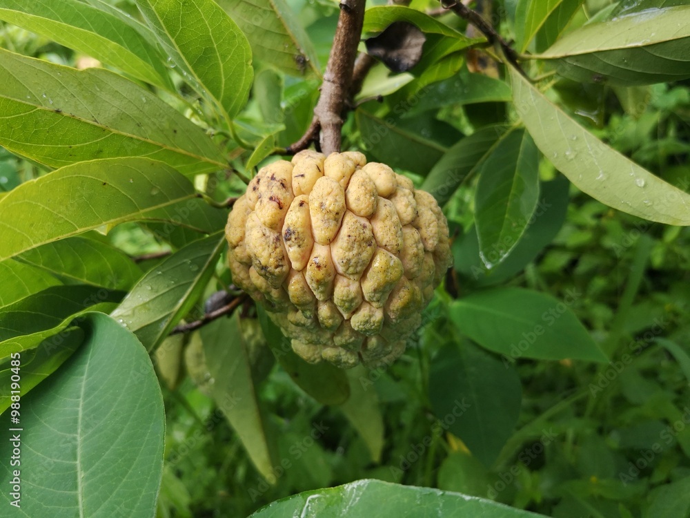 Noi Na fruit, Thai fruit, Custard apple, sweep-sop, sugar apple, Annona squamosa, Count Unit. Noi Na fruit, Thai fruit, Custard apple, sweep-sop, sugar apple, Annona squamosa, Count Unit.