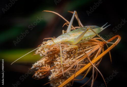 Macrophotography of Tree Cricket (Oecanthus pellunces) on a plant in nature. photo