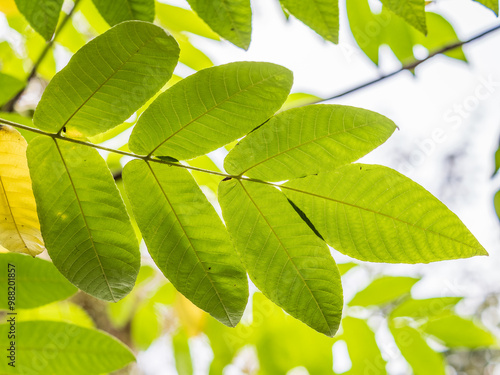 Yellow autumn leaves of Juglans mandshurica, Manchurian walnut. Autumn leaf color photo