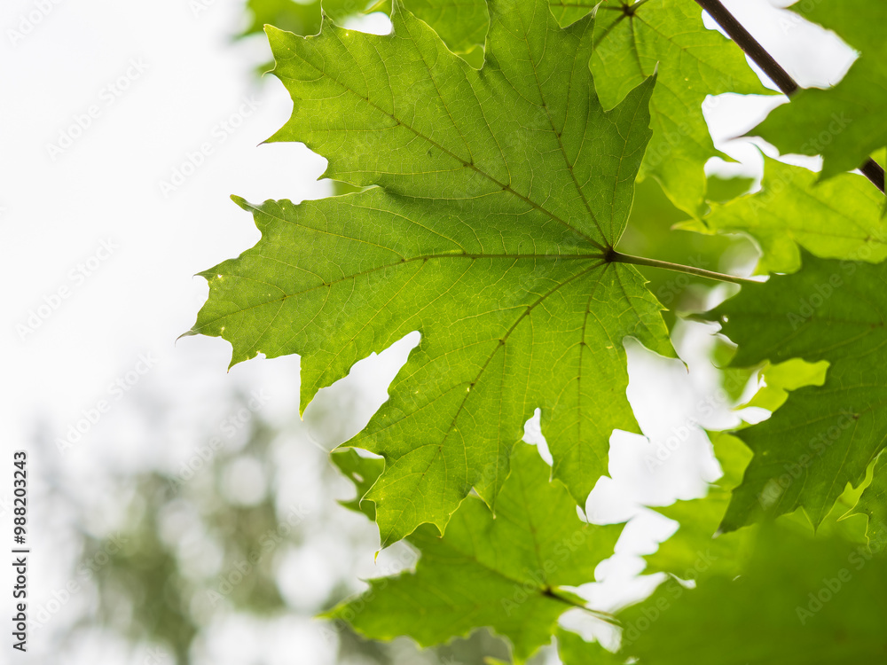 Maple branches with green and yellow leaves in autumn, in the light of sunset. Maple branches with green and yellow leaves in autumn, in the light of sunset.