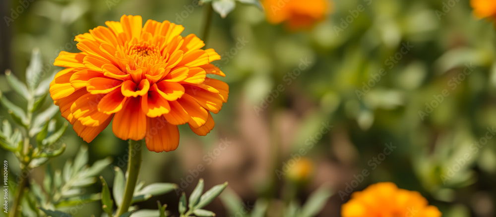 Closeup of a Single Orange Marigold Flower in a Garden Closeup of a Single Orange Marigold Flower in a Garden