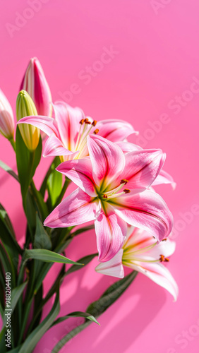Pink Lily Flower on Pink Background