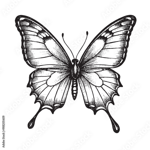 a black and white drawing of a butterfly