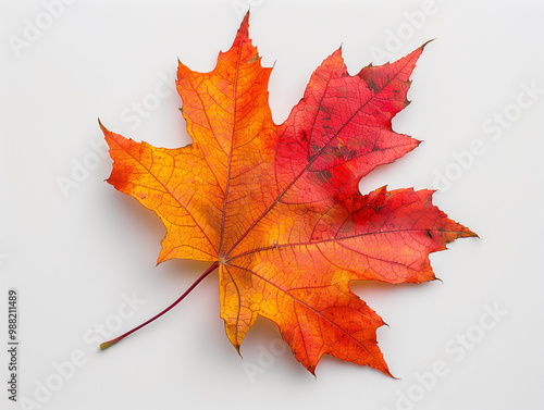 Autumn maple leaves isolated on a white background