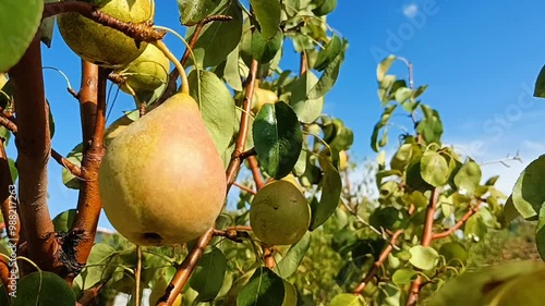 Pears harvest in summer garden. Fresh ripe juicy pears hang on tree branch in orchard. Ripe yellow pear on branch of pear tree in orchard for food outside