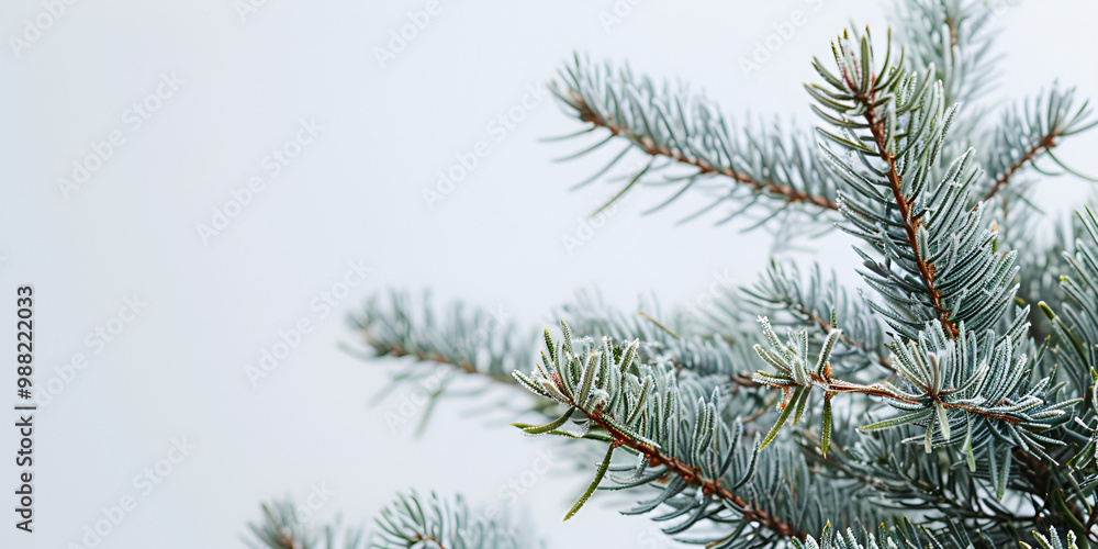 Realistic Illustration of Pine Branch with Green Needles Realistic Illustration of Pine Branch with Green Needles
