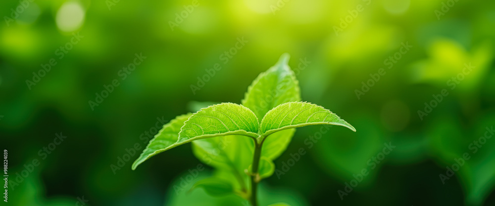 Green Leaf With Bokeh Background Green Leaf With Bokeh Background
