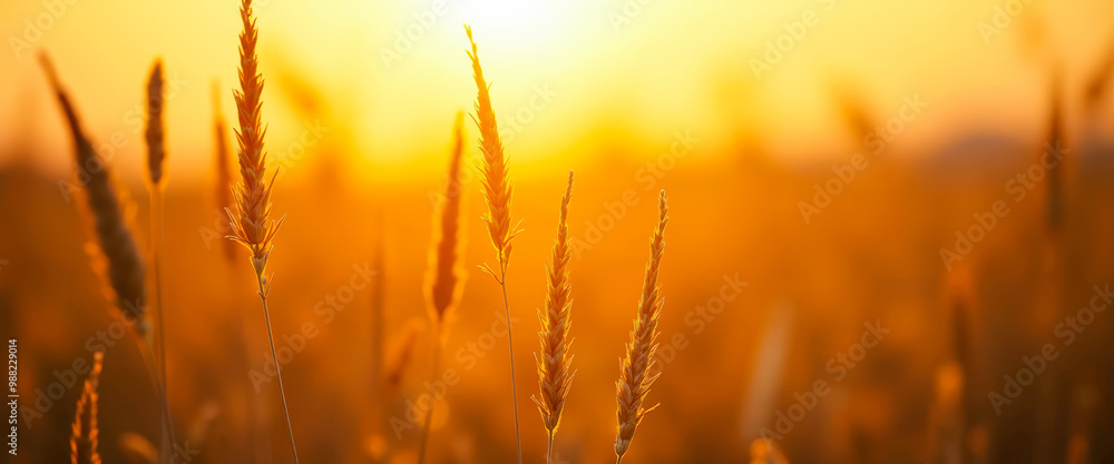 Golden Grass at Sunset Golden Grass at Sunset