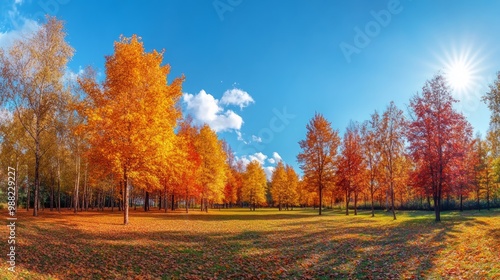 Autumn forest landscape. Gold color tree, red orange foliage in fall park. Nature change scene. Yellow wood in scenic scenery. Sun in blue sky. Panorama of a sunny day, wide banner, panoramic view