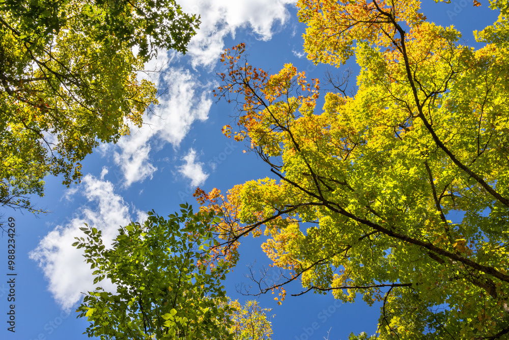 Beautiful fall colors emerge in the autumn sunlight at Itasca State Park near Bemidji Minnesota against blue sky and white clouds in background Beautiful fall colors emerge in the autumn sunlight at Itasca State Park near Bemidji Minnesota against blue sky and white clouds in background