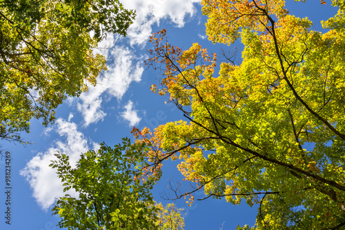 Beautiful fall colors emerge in the autumn sunlight at Itasca State Park near Bemidji Minnesota against blue sky and white clouds in background photo