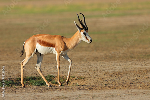 A springbok antelope (Antidorcas marsupialis) walking in natural habitat, Kalahari desert, South Africa.
