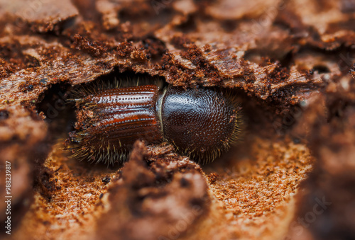 Tableau sur toile The European spruce bark beetle Ips typographus on spruce tree
