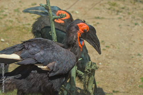 Two Southern Horned Ravens, with striking black plumage and vibrant orange-red facial skin. Their large bills and unique coloration make them easily recognizable. A pair of large birds on a walk. photo