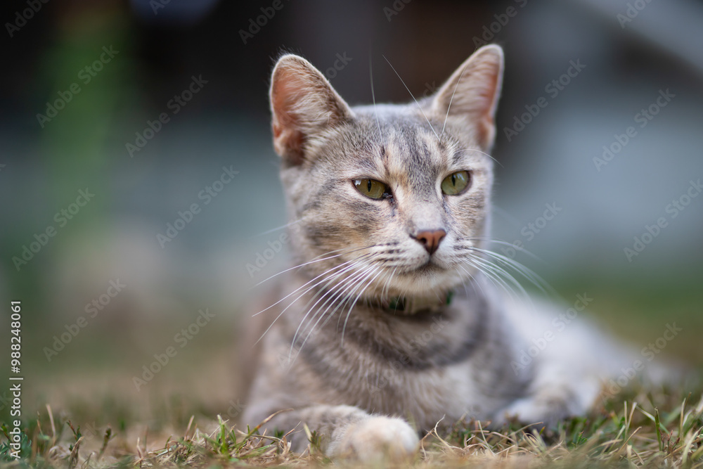 Relaxed and happy cat gets pleasure basking in the summer sun Relaxed and happy cat gets pleasure basking in the summer sun