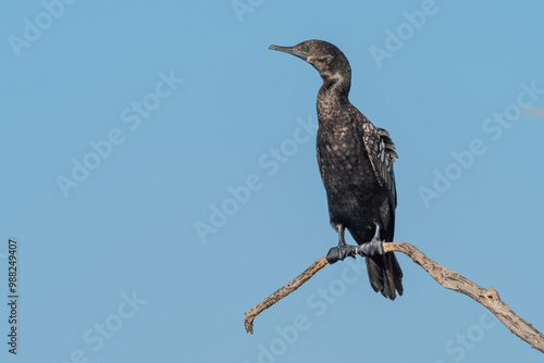 Little Black Cormorant