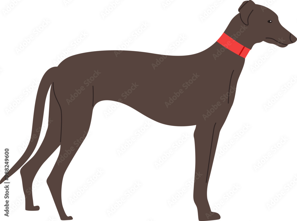 Obraz premium Greyhound Dog Breed