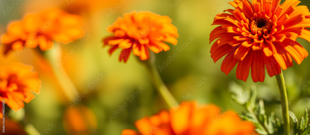 Close-up of Orange Zinnia Flower Close-up of Orange Zinnia Flower