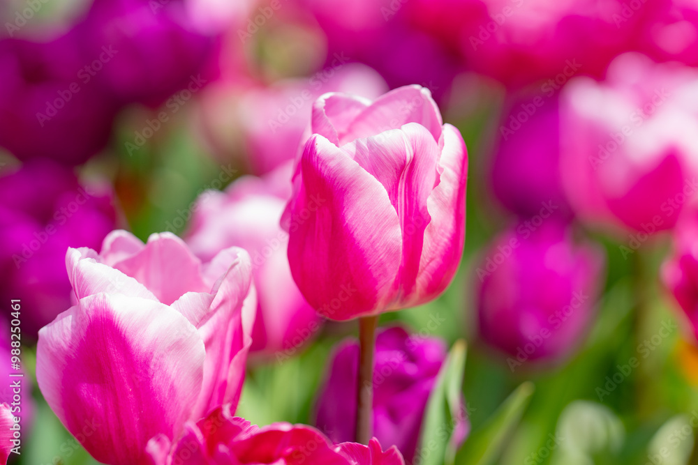 Spring garden. Beautiful tulip flowers on spring nature. Close-up of closely bundled pink tulips. Tulip field. Spring tulip. Red tulips flowers in spring garden. Spring garden. Beautiful tulip flowers on spring nature. Close-up of closely bundled pink tulips. Tulip field. Spring tulip. Red tulips flowers in spring garden.