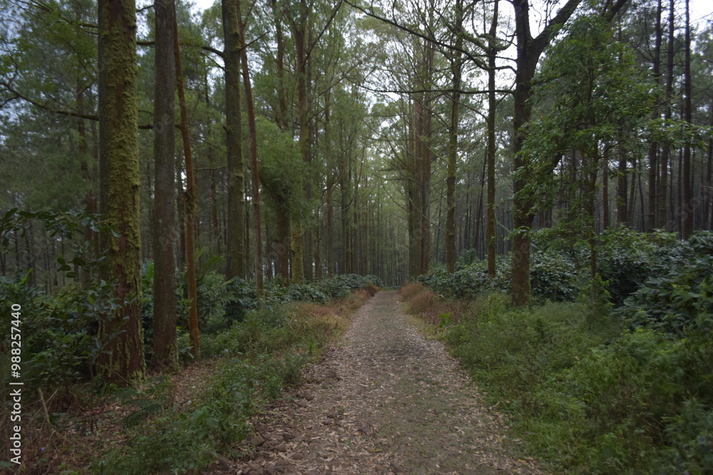 beautiful view of the green forest beautiful view of the green forest