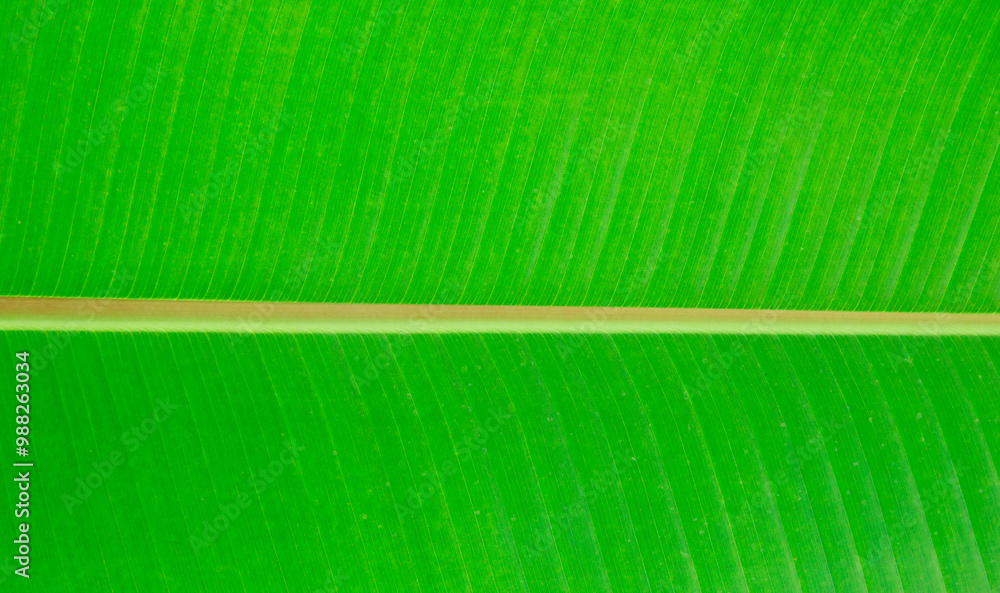 Leaf textures. Close-up of a vibrant green leaf showing intricate vein patterns and textures. The plant has a beautiful expressive structure. Leaf textures. Close-up of a vibrant green leaf showing intricate vein patterns and textures. The plant has a beautiful expressive structure.