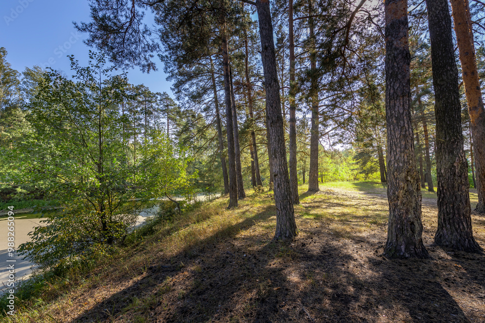 A forest with trees in the background and a road in the foreground A forest with trees in the background and a road in the foreground