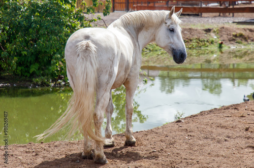 A white horse is standing in front of a body of water