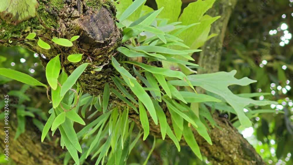 Pyrrosia plant ride on a tree trunk. Pyrrosia plant ride on a tree trunk.