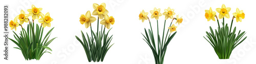 Vibrant yellow narcissus flowers blooming in a lush spring garden Daffodil blossoms with green foliage in a natural outdoor setting Floral background with cheerful