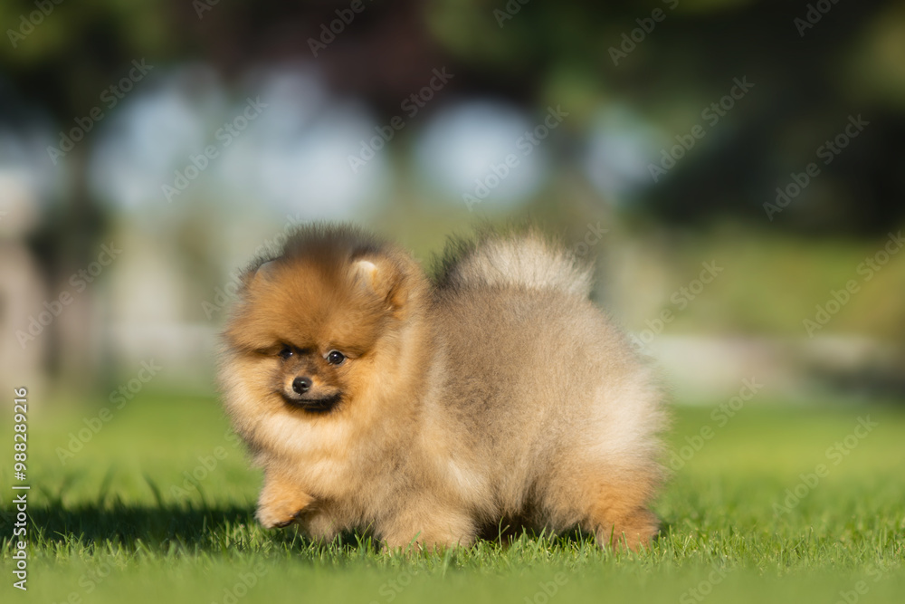 a German Pomeranian puppy in the park a German Pomeranian puppy in the park