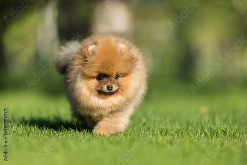 a German Pomeranian puppy in the park