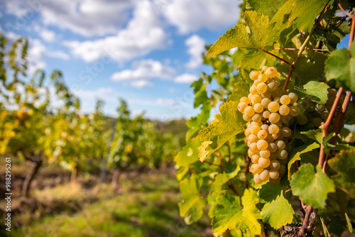 Tableau sur toile Grappe de raisin blanc au milieu des pieds de vigne avant les vendanges