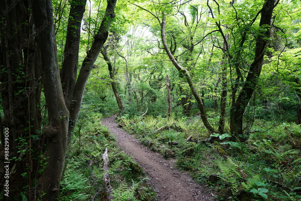 refreshing spring forest with fine path refreshing spring forest with fine path