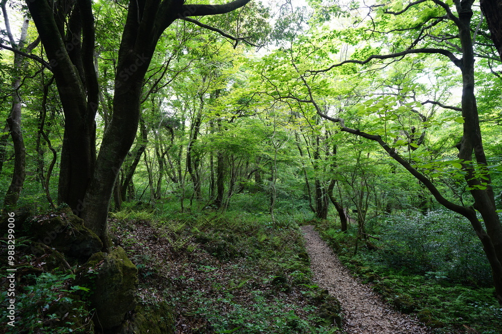 Fototapeta premium refreshing spring forest with fine path
