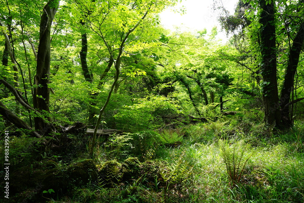 fresh ferns and mossy old trees in spring forest fresh ferns and mossy old trees in spring forest