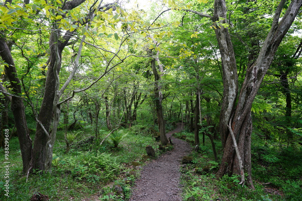Naklejka premium fine spring path through fresh ferns and old trees