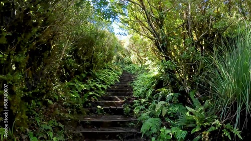 Scenic Boardwalk Through Lush Native Bush on the Mangorei Track to Pouakai Tarns, Egmont National Park, New Zealand