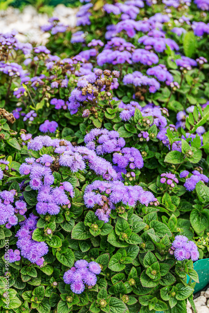 Blooming Floss flowers (Ageratum houstonianum) in blue fluff haired corymbs shapes. Purple flowers in the summer garden. Blooming Floss flowers (Ageratum houstonianum) in blue fluff haired corymbs shapes. Purple flowers in the summer garden.
