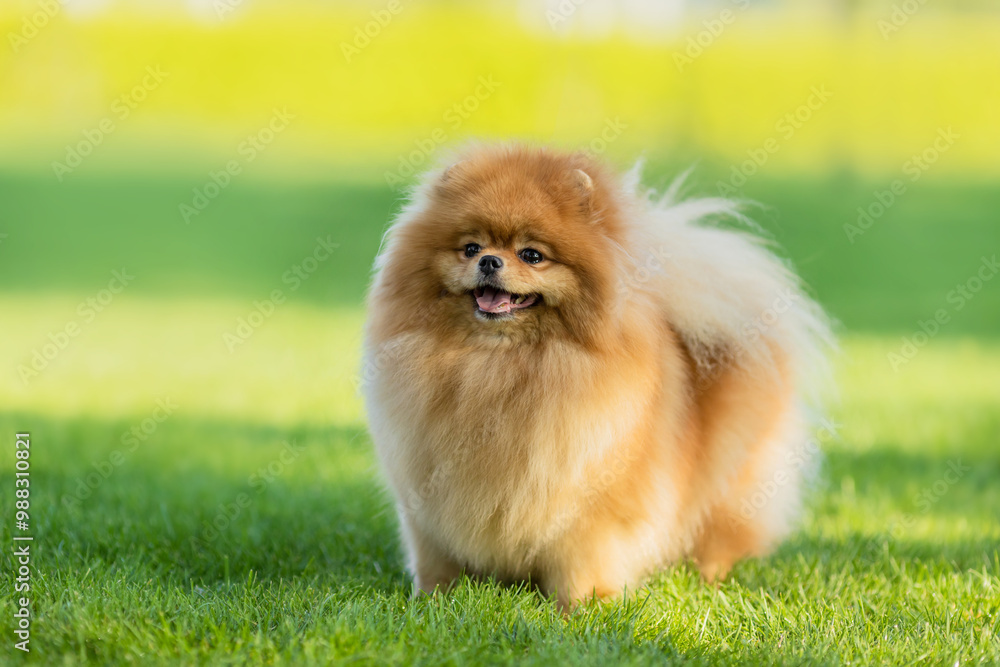 German Pomeranian dog in the park