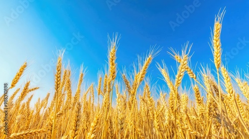 Vibrant autumn scenery featuring a golden wheat field Lush ripe wheat ears ready for harvest under a clear blue sky photo